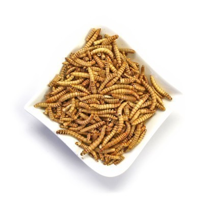 essbare_insekten_-_mehlwuermer_100g_-_snack-insects